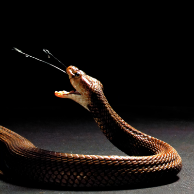 Spitting cobra with venom shooting out of its fangs.